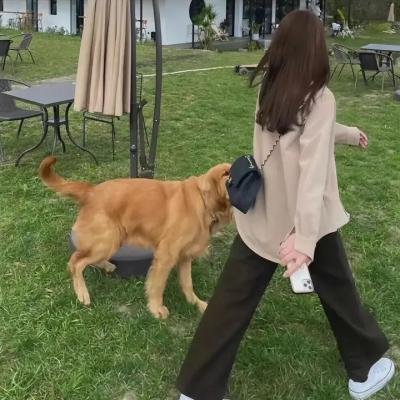 虫虫的异想生活